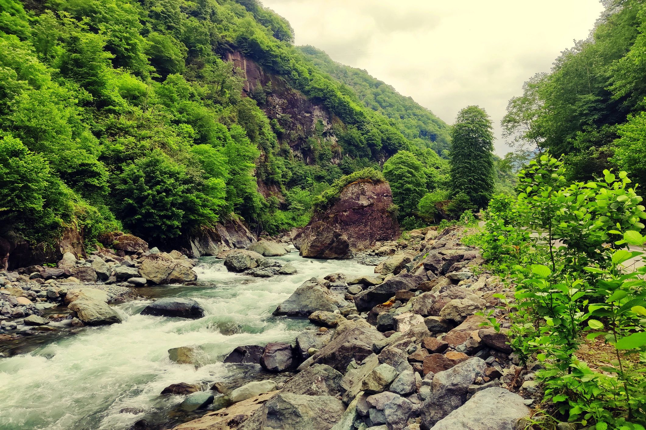 River and forest landscape representing environmental restoration