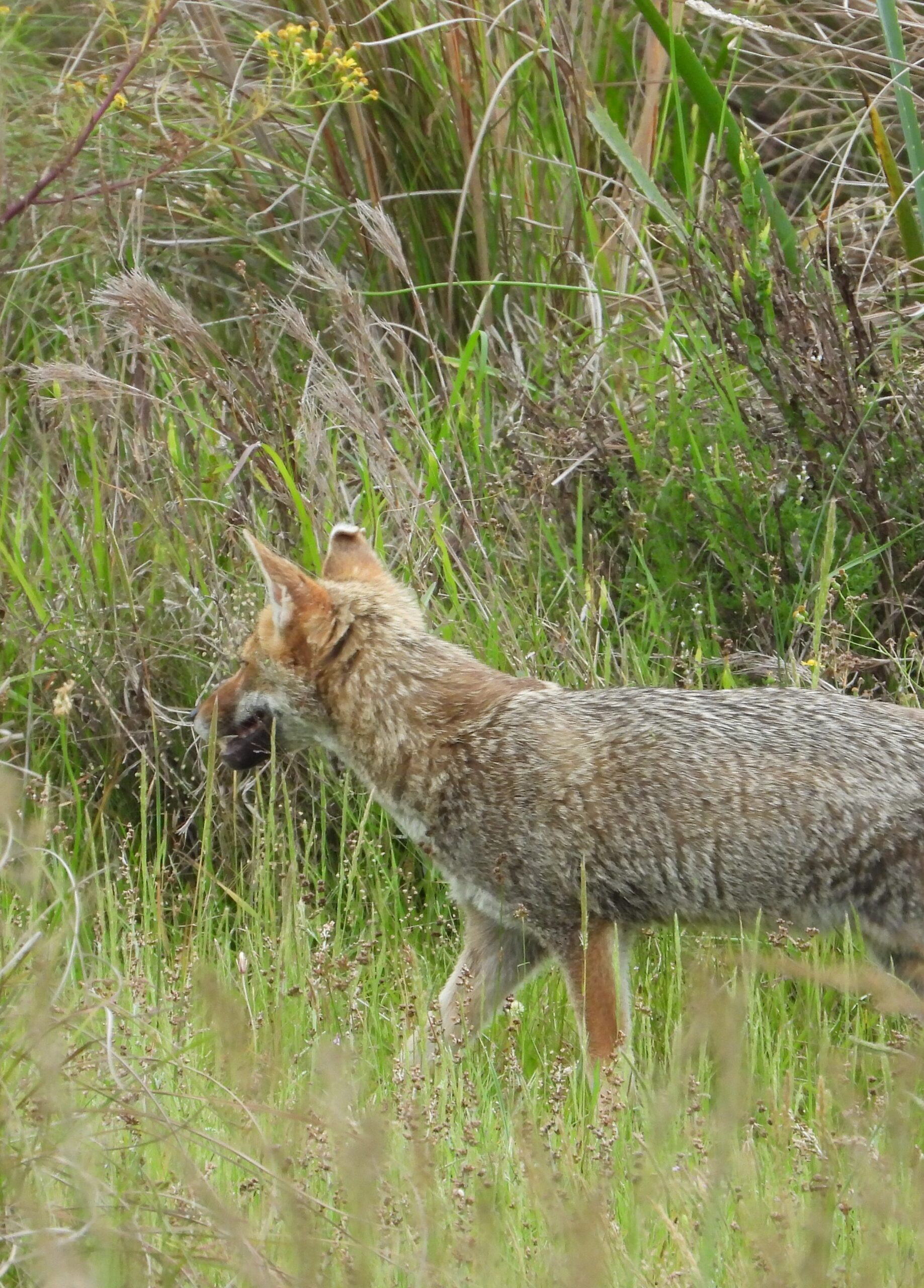 Fauna silvestre en los ecosistemas naturales de Arona